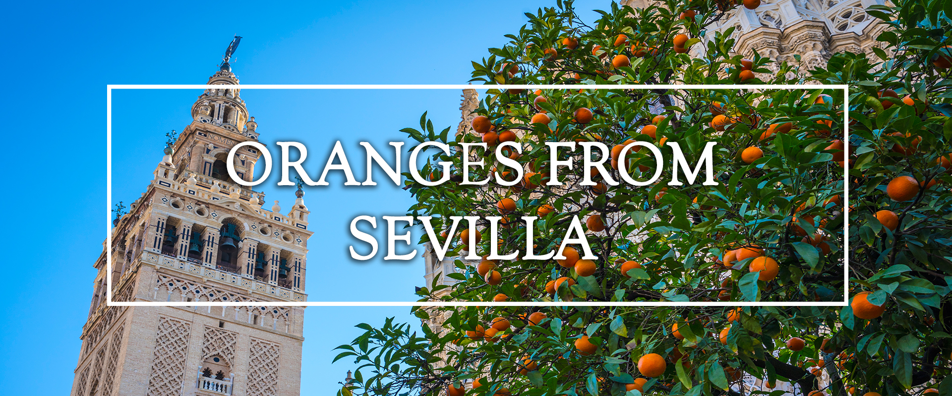 perlola oranges from sevilla